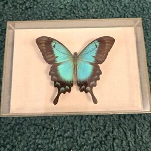 Sea Green Swallowtail Butterfly In Vintage DAX Frame Purchased Puerto Rico 1989